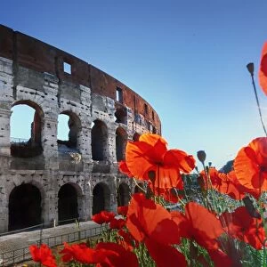 Italy, Rome, Colosseum and Roman Forum at sunrise with red poppies in the foreground