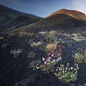 Italy, Sicily, Mt. Etna, Blooming of mountain vegetation on Etna