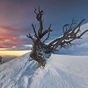 Italy, Sicily, the skeleton of a pine tree on the snowy slopes of Monte Nero degli