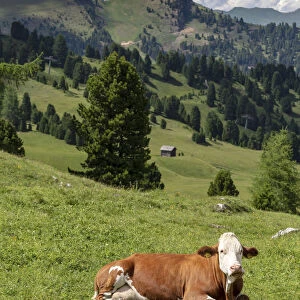 Italy, Trentino-Alto Adige Alto Adige, Sudtirol, Alps, Dolomites, Sellaronda