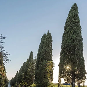 Italy, Tuscany, the Alley of Cypresses near to Bolgheri