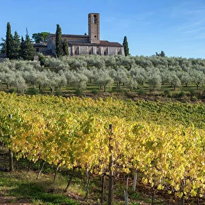 Italy, Tuscany, Monte Oliveto church, vineyard, olive trees