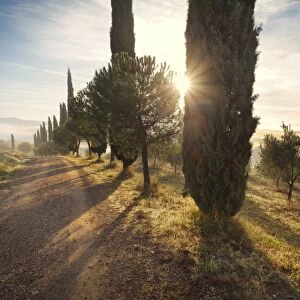 Italy, Tuscany, Siena district, Orcia Valley, countryroad near San Quirico d Orcia