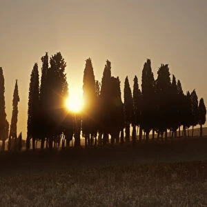 Italy, Tuscany, Siena district, Orcia Valley, Cypress on the hill near San Quirico