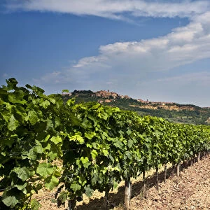 Italy, Tuscany, Siena district, Val di Chiana, Montepulciano, vineyard