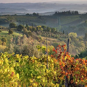 Italy, Tuscany, vineyard, near San Gimignano