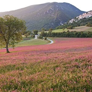 Italy, Umbria, Campi. A field of sainfoin outside the small and ancient village of Campi