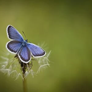 Italy, Umbria, Norcia. Purple butterfly on a dandelion