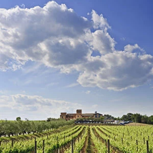 Italy, Umbria, Perugia district, Montefalco. Cantine aperte in Caprai winery