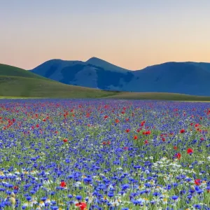 Italy, Umbria, Sunset in Castelluccio di Norcia during flowering Italy, Umbria, Sunset in Castelluccio di Norcia during flowering
