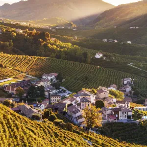 Italy, Veneto. Prosecco Road. Treviso district. Follo, vineyards of Prosecco