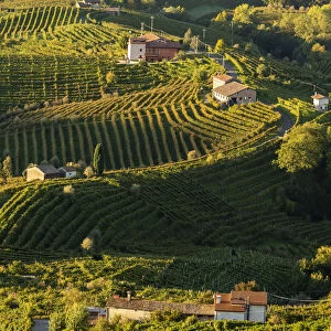 Italy, Veneto. Prosecco Road. Treviso district. Follo, vineyards of Prosecco