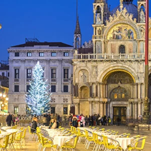 Italy, Veneto, Venice. Christmas tree in St Marks square near the cathedral, at dusk