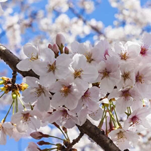 Japan, Honshu, Tokyo, Kudanshita, Chidori-ga-fuchi, Cherry Blossom