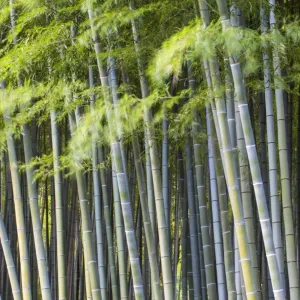 Japan, Kyoto, Arashiyama, Adashino Nenbutsu-Ji Temple Japan, Kyoto, Arashiyama, Adashino Nenbutsu-Ji Temple