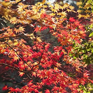 Japan, Kyoto, Kitano Temmangu Shrine, Autumn Leaves in the Maple Garden