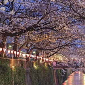 Japan, Tokyo, Cherry Trees in full bloom along Meguro River