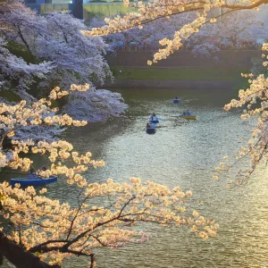 Japan, Tokyo, Chidorigafuchi Park, Cherry Trees in full bloom near the Imperial Palace