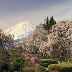Japan, Yamanashi Prefecture, Mt Fuji View Hotel, Weeping Cherries and Mt Fuji