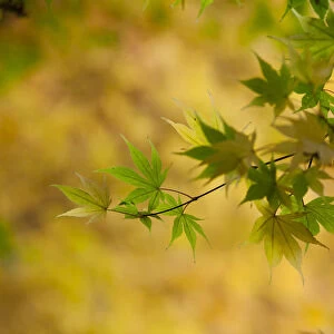 Japanese Maple (Acer) tree in autumn, England, UK