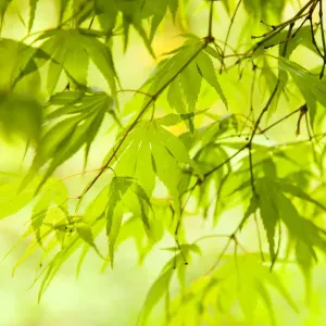 Japanese Maple (Acer) tree in Springtime, England, UK