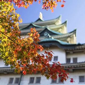Japanese maple trees with autumn colours at Nagoya Castle, Nagoya, Japan