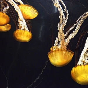 Jellyfish in the Lost Chambers Aquarium of the Atlantis hotel, The Palm Jumeirah, Dubai