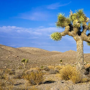 Joshua tree growing in desert of Death Valley National Park, Eastern California