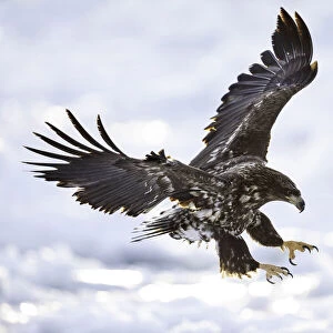 Juvenile White-tailed Eagle (Haliaeetus albicilla) in flight over sea ice, Nemuro Strait