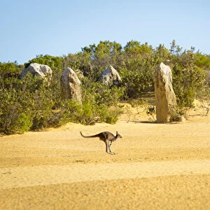 Kangaroo in the Pinnacle Desert, Western Australia