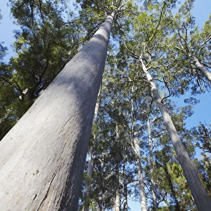 Karri trees in Warren National Park, Pemberton, Western Australia, Australia