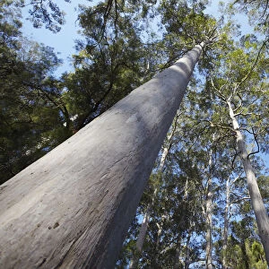 Karri trees in Warren National Park, Pemberton, Western Australia, Australia