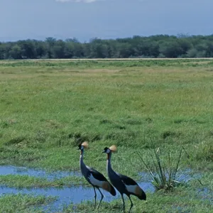 Kenya, Amboseli National Park