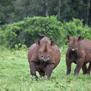 Kenya, A female black rhino with her well grown calf at her side prepares to charge in the Aberdare National