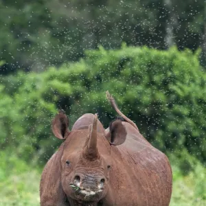 Kenya, A female black rhino surrounded by a swarm of flies in the Aberdare National Park