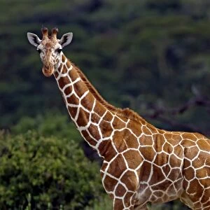 Kenya, Laikipia, Lewa Downs. Reticulated giraffe recognisable from its pronounced polygonal markings