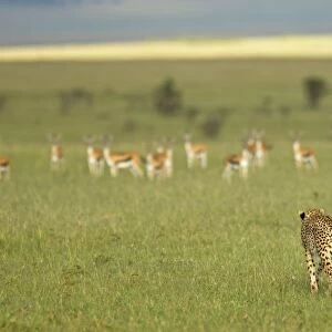 Kenya, Masai Mara. A female cheetah stalks a herd of Thomsons gazelle on the savannah