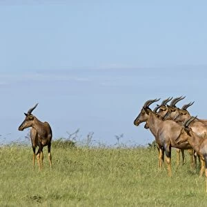 Kenya, Masai Mara. A herd of topi