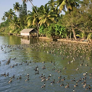 Kerala Backwaters near Allapuzha, Kerala, India