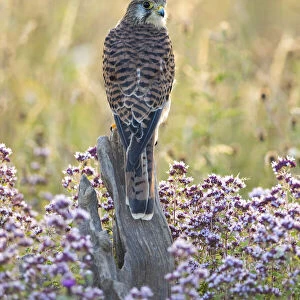 Kestrel (Falco tinnculus) (C), Hawk Conservancy Trust, Hampshire, England, UK