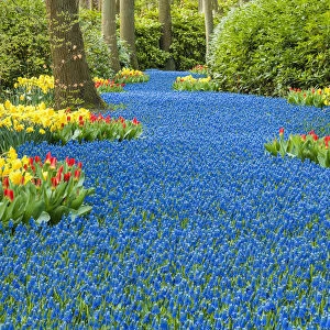 Keukenhof Gardens, Lisse, Holland, Netherlands