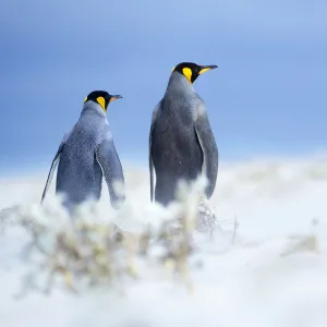 King penguins standing in a sand storm, Volunteer Point, East Falkland, Falkland Islands