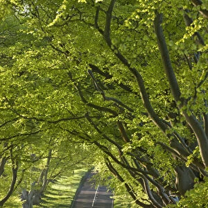 Kingston Lacy Beech lined avenue with road near Badbury Rings, Dorset, England. Spring