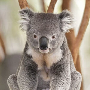 Koala (Phascolarctos Cinereous) sitting on Eucalyptus tree branch, Brisbane, Queensland