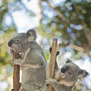 Koalas (Phascolarctos Cinereous) climbing, Lone Pine Koala Sanctuary, Brisbane, Queensland