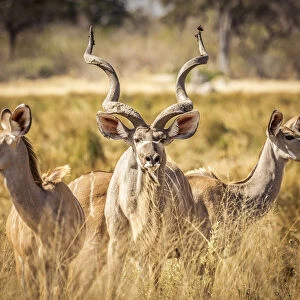 Kudu Family, Okavango Delta, Botswana