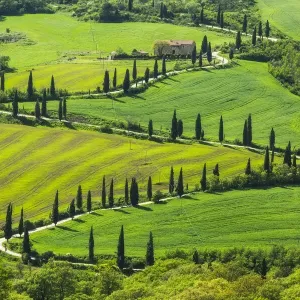 La foce winding road lined with Cypress trees, Val d Orcia, Tuscany, Italy