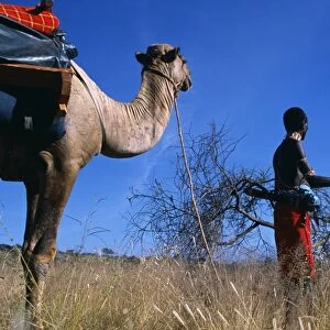 Laikipiak msai lead the camels on a Camel trek at Sabuk