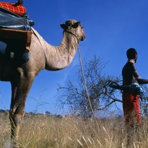 Laikipiak msai lead the camels on a Camel trek at Sabuk