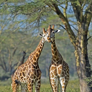 Lake Nakuru, Kenya, Africa Gestures of affection between two young giraffes